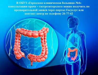 кишечник маленький кишечник и большая векторная анатомическая иллюстрация  кишечника Иллюстрация вектора - иллюстрации насчитывающей канал, здоровье:  236722321