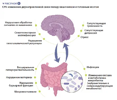 Малый и большой кишечник стоковое фото ©sciencepics 63061229