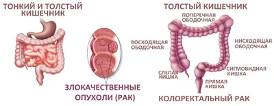 Книга БОМБОРА Очаровательный кишечник Как самый могущественный орган  управляет нами купить по цене 886 ₽ в интернет-магазине Детский мир