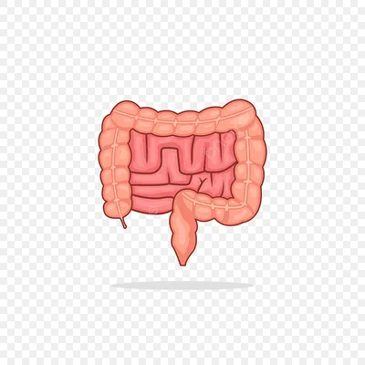 Толстый кишечник. | Медицина человека | Дзен