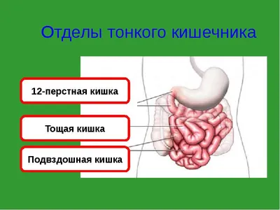 Как очистить кишечник - 7Дней.ру