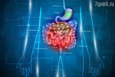 Как очистить кишечник - 7Дней.ру
