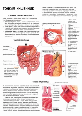 Тонкий кишечник. Строение тонкого кишечника - плакат (ID#1602347486), цена:  31 ₴, купить на Prom.ua