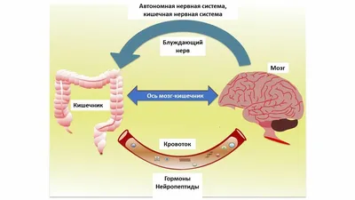 Малый кишечник иллюстрация штока. иллюстрации насчитывающей заболевание -  29824494