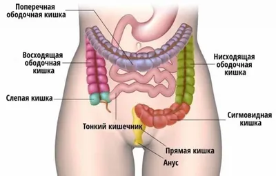 Ось мозг-кишечник - истинная колопсихология » — Яндекс Кью