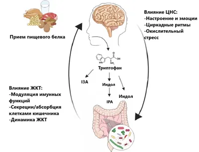 Особое внимание на ось «кишечник – мозг» | Контент для медицинских  работников | Микробиота Институт