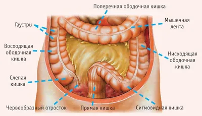 Кишки фото