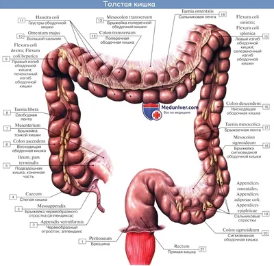 Анатомия человека: Толстая кишка. Строение толстой кишки. Стенки толстой  кишки