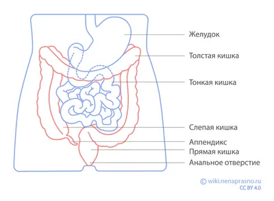 Толстая кишка: научитесь содержать ее в чистоте