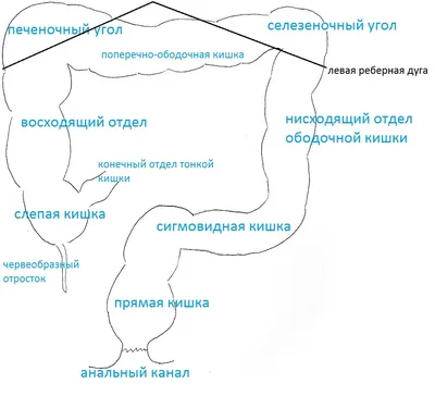 Виды обследований прямой кишки — блог медицинского центра ОН Клиник