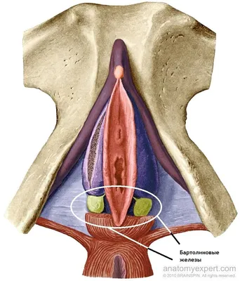 Atlas of visual inspection of the cervix with acetic acid for screening,  triage, and assessment for treatment