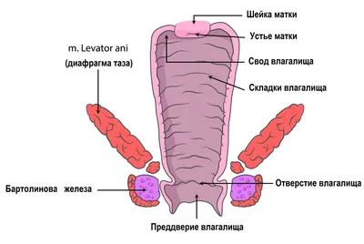 Что такое липома и почему появляется как её лечить - Лазерсвiт