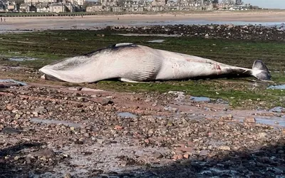 Кит выбросился на берег Северного моря в Англии