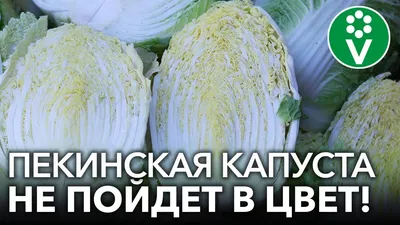 Маринованная китайская капуста Tangtao, Китай, 300 г. — купить в Москве по  цене 189 руб. с доставкой — интернет-магазин Korshop.ru