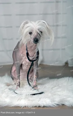 Китайская хохлатая собака (Chinese Crested Dog) - порода веселая, игривая и  нежная. Фото, описание и отзывы о собаке.