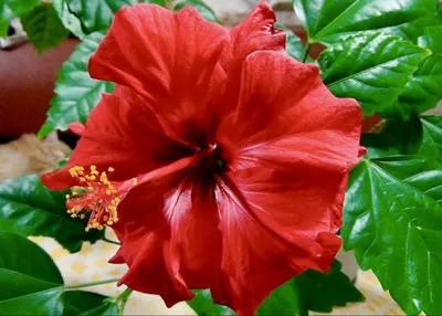 Гибискус китайский красный - Китайская роза - Бунгарайя - (лат. Hibiscus  rosa-sinensis) СЕМЕНА 15шт + подарок | AliExpress