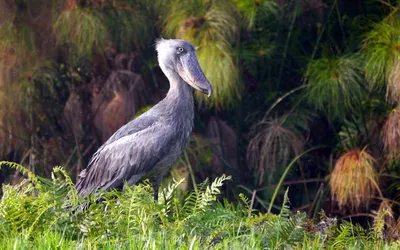 Любители птиц - #Китоглав / #Shoebill (лат. Balaeniceps rex) Отряд:  Пеликанообразные / Pelecaniformes Семейство: Китоглавые / Balaenicipitidae  Род: Balaeniceps Гнездовой ареал: #Африка Автор: Marigold Камеры: 📷Canon  Eos 7D mark Ⅱ 📷 LUMIX