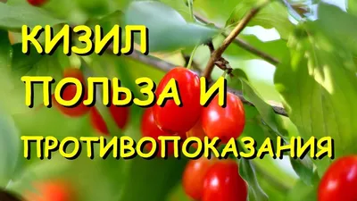 Кизил в саду. Как посадить, вырастить и что делать с урожаем | Дневник  отчаянных пенсионеров | Дзен