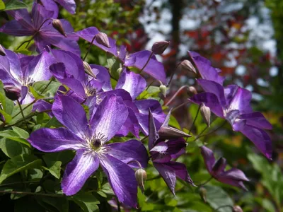 Белый Цветок Clematis Recta Саду стоковое фото ©ovju@yandex.ru 325578774