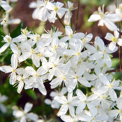 Клематис (Clematis) - купить в Минске с доставкой, цена и фото в  интернет-магазине Cvetok.by