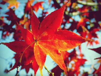 Origami paper maple leaves - YouTube