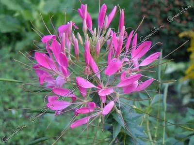 Клеома Хасслера (Cleome hassleriana)