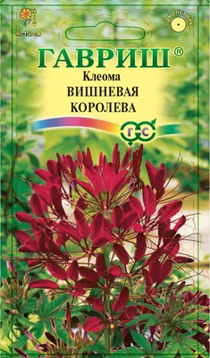 Клеома Хасслериана Широко Известная Как Цветок Паука — стоковые фотографии  и другие картинки Без людей - iStock