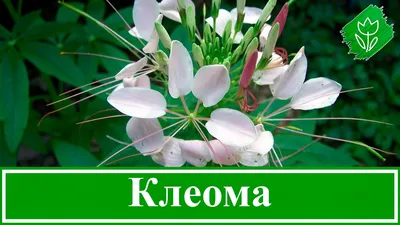 Цветок клеома (30 фото) - описание, посадка, выращивание и уход |  Огородникам Инфо