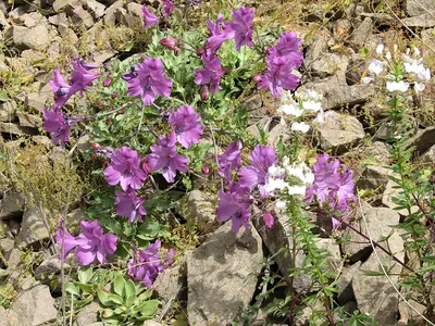 Клеома Хасслера (Cleome hassleriana)