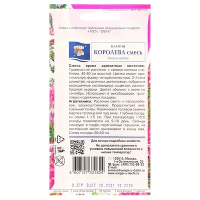 Цветок клеома – выращивание из семян, посадка и уход за клеомой; как и  когда сажать клеому - YouTube