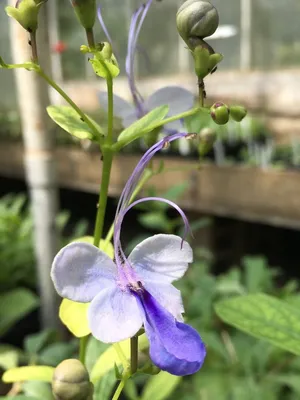 Клеродендрум угандийский или Голубые бабочки (Clerodendrum ugandense) |  floravdome.ru | Unusual flowers, Beautiful flowers pictures, Planting  flowers