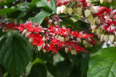 Клеродендрум блестящий (Clerodendrum splendens) | Semillas de árbol,  Orquideas, Cultivo de plantas