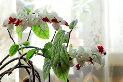 Коллекции растений ЦСБС СО РАН - Clerodendrum × speciosum W.Bull –  Клеродендрум красивый