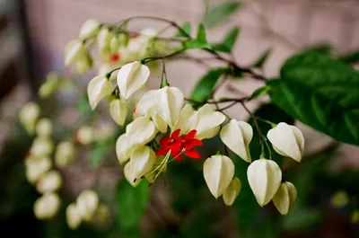 Клеродендрум валичи (Clerodendrum wallichii) — описание, выращивание, фото  | на LePlants.ru