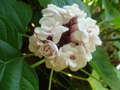 Клеродендрум Томпсона / Clerodendrum thomsonae - «Клеродендрум - моя любовь  на всю жизнь! ❤️ Подробно о всех нюансах ухода, вредителях и красоте  великолепного \"Дерева счастья\" 🌿 Пройдусь по всем граблям, на которые