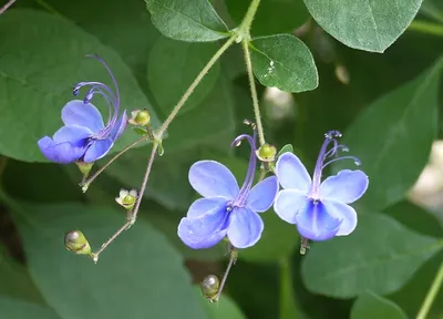 🍀Клеродендрум: уход и размножение в домашних условиях🍀 Существует  множество видов и сортов клеродендрума, но в домашних условиях… | Instagram