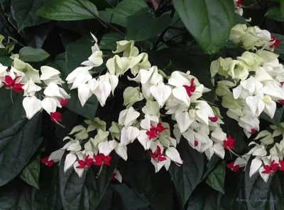 Клеродендрум Томпсона / Clerodendrum thomsonae - «Клеродендрум - моя любовь  на всю жизнь! ❤️ Подробно о всех нюансах ухода, вредителях и красоте  великолепного \"Дерева счастья\" 🌿 Пройдусь по всем граблям, на которые