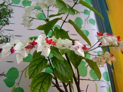 Клеродендрум - Clerodendrum: фото, условия выращивания, уход и размножение  | happyflora.ru