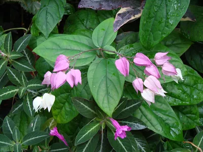 Клеродендрум - Clerodendrum: фото, условия выращивания, уход и размножение  | happyflora.ru