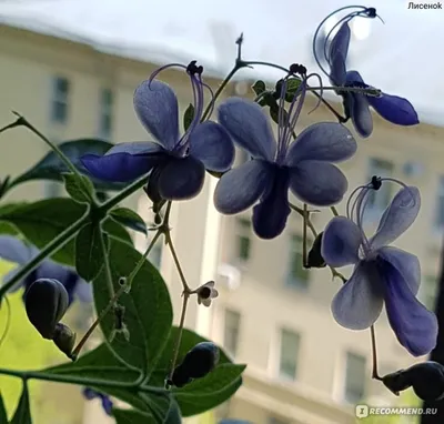 Коллекции растений ЦСБС СО РАН - Clerodendrum thomsoniae Balf.f. –  Клеродендрум Томсона