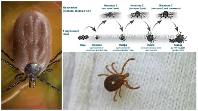 Инфекционист Мескина рассказала, какие заболевания переносят новые виды  «чумных» клещей