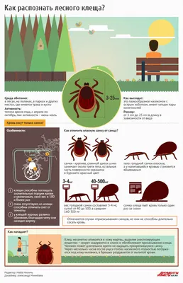 Паразиты вышли на охоту: какие виды клещей существуют