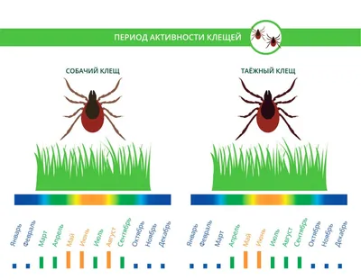 Клещ: чем опасен и как бороться самостоятельно