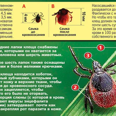 Осторожно, клещи. Что нужно сделать, если укусил клещ.