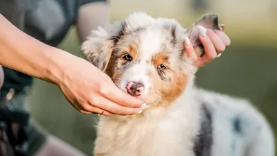 Новообразование на коже у собаки или клещ, бесплатная консультация  ветеринара - вопрос задан пользователем Елизавета сластекова про питомца:  собака Русский той