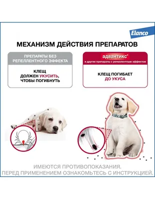 Клещи у собак – как оказать первую помощь, симптомы – ProPlan.ru