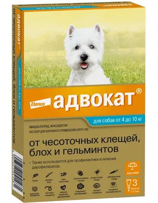 акар. паразит. немецкую овчарку укусил клещ. на ветеринарной встрече. мы  удаляем большого клеща из собаки Стоковое Фото - изображение насчитывающей  опасно, энцефалит: 220839266