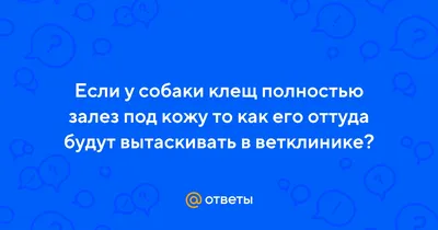 Как правильно удалить клеща у собаки🐶 | Блог Dambo