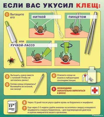Как удалить впившегося клеща?