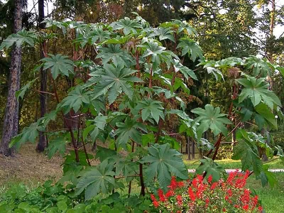 Клещевина обыкновенная (Ricinus communis) | BOTSAD.BY